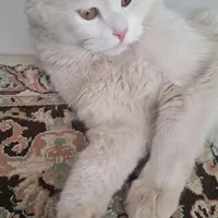 گربه پرشین نر