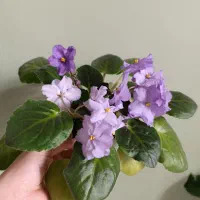 بنفشه آفریقایی بنفش