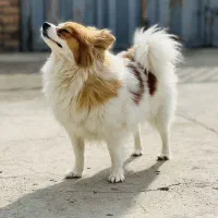 سگ پامر|سگ|بروجرد, |دیوار