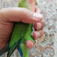 کوتوله بالغ|پرنده|قم, پردیسان|دیوار