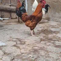 خروس|حیوانات مزرعه|تاکستان, |دیوار