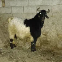 نر بز  داشتی درجه یک