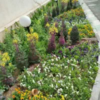 هرس.باغبانی|خدمات باغبانی و درختکاری|قم, بلوار امین و ساحلی|دیوار