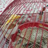 عروس هلندی --قناری-- طوطی گرینجیک|پرنده|اردبیل, |دیوار