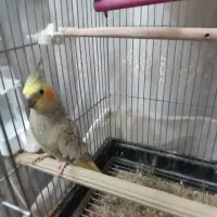 طوطی عروس هلندی رام و مولد|پرنده|ایلام, |دیوار