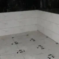 کاشی کاری ،سرامیک کاری ،موزاییک کاری|خدمات پیشه و مهارت|قرچک, باقرآباد|دیوار