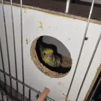 عروس هلندی جفت نر و ماده