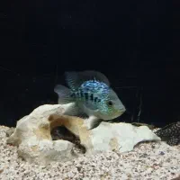 ماهی تگزاس نر فول پترن سالم