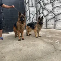 فروش یک جفت ژرمن شولاین|سگ|محمدشهر, محمدشهر|دیوار