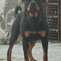 واگذاری روتوایلر نر