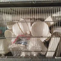 قفس چهار طبقه جوجه پران غلامی|لوازم جانبی حیوانات|اسلامشهر, شهرک سالور|دیوار