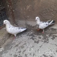 یی جفت کفتر پیست بشرط