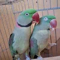 یک جفت شاه طوطی مولد|پرنده|تبریز, |دیوار