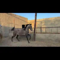 فروش یک راس مادیون کرد از سیروان با مدارک|اسب و تجهیزات اسبسواری|جوادآباد, |دیوار