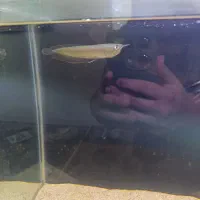 اروانا سیلور