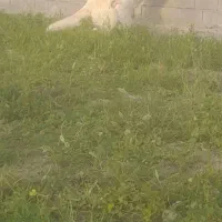 حیوان مزرعه