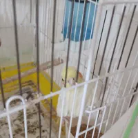 عروس هلندی سالم و سرحال