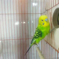 جفت مرغ عشق بهمراه جوجه|پرنده|ارومیه, |دیوار