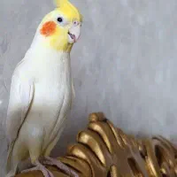 عروس هلندی گمشده