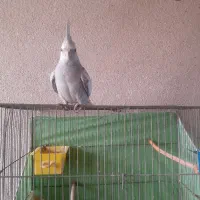 یک عدد عروس هلندی نر۸ماهه ایزابلا کاملادستی وسخنگو