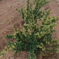 زمین کشاورزی|فروش دفتر صنعتی، کشاورزی، تجاری|بیرجند, |دیوار