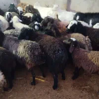 گوسفند زنده بره نر بزغاله سرک دار چاق|حیوانات مزرعه|کرج, کیانمهر|دیوار
