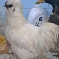 مرغ تخمگذار یک ساله با خروس ابریشمی هر سه ۱۵۰۰