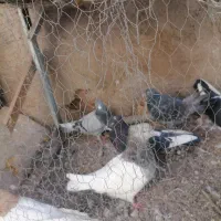کفتر