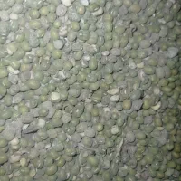 فروش ماش عمرانی