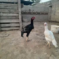 جوجه خروس لاری و مرغ لاری