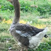 غاز تولوز فرانسه