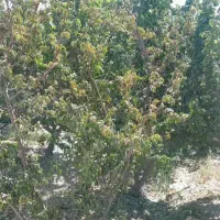 باغ|فروش دفتر صنعتی، کشاورزی، تجاری|فلاورجان, |دیوار