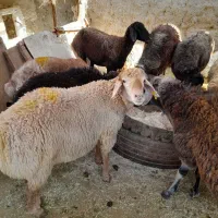 گوسفند زنده مغان افشار با قصاب مجرب شبانه روزی|حیوانات مزرعه|وحیدیه, |دیوار