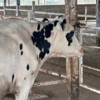 استخدام الایشکار کشتارگاه - هزارلا روده