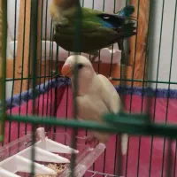 طوطی کوتوله برزیلی