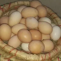 تخم مرغ محلی خوراکی|خوردنی و آشامیدنی|شیراز, محراب|دیوار