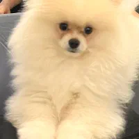 پامرین خرسی نژاد اصلی