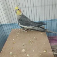 عروس هلندی نر و ماده کار داده