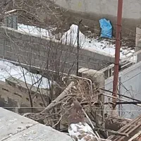 سینه نر|پرنده|شیروان (خراسان), |دیوار