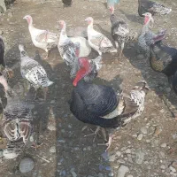 فروش بوقلمون محلی نر و ماده