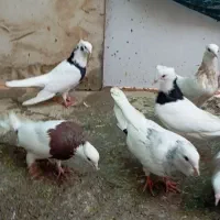 طوقی|پرنده|دره شهر, |دیوار