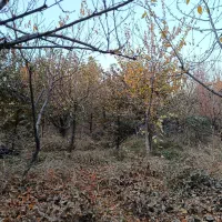 انواع درخت میوه ۸ سال به بالا تنه درشت و خوب