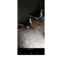 جوجه گمشده|حیوانات|شاهین‌شهر, عطار|دیوار