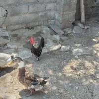 فروش اردک.غاز.مرغ تخم گذار .مرغ خروس پا کوتاه پاپر|حیوانات مزرعه|خشکبیجار, |دیوار