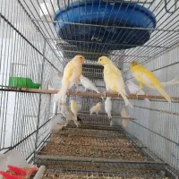 عروس هلندی فنچ سره مرغ عشق قناری کفتر|پرنده|نجف‌آباد, گلدشت|دیوار