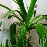 گلدان سوسن ۱۰ساله