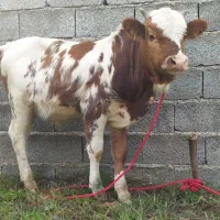 ورزا کوله چالوسی عروسک|حیوانات مزرعه|سنگر, |دیوار