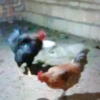 خروس ومرغ سیاه تخم گذارجهت خون کردن