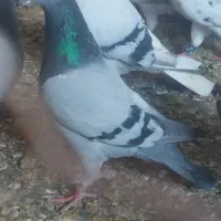صید بی بام