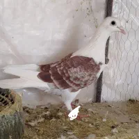 ماده دوکت سرخ